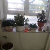 فروش گل|گل و گیاه طبیعی|رابر, |دیوار