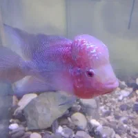 فلاور تایلندی رد دراگون و زدزد|ماهی|تهران, شهرک کوهسار|دیوار