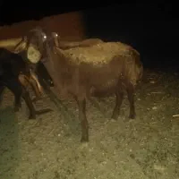 گوسفند چاق