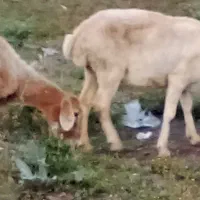 گوسفند