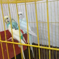 مرغ عشق مولد با دوتا جوجه