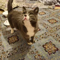 فروش گربه خانگی پرشین جنس نر به قیمت ۱۵ میلیون|گربه|میاندوآب, |دیوار