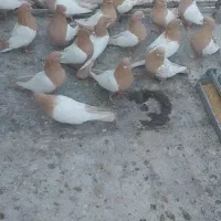 فروشی کبوتر|پرنده|میانه, |دیوار