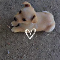 سگ پاکوتاه 2ماهه