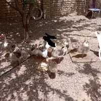 غاز جوجه غاز|حیوانات مزرعه|مشهد, پنجتن|دیوار