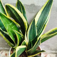 کرواتی ابلق و بلک جک و آگلونما رسمی