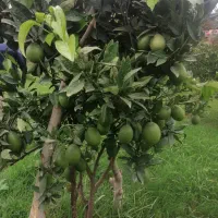 اصلاه درخت، هَرس درخت و گل های باغچه