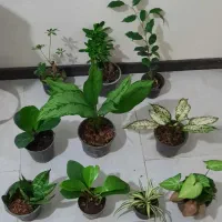 ۱۰ عدد گل فقط تا فردا