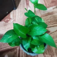 فروش انواع گل
