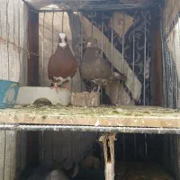 کفتر پلنگ. دمبی