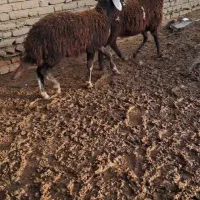 بره جنس|حیوانات مزرعه|گمیشان, |دیوار