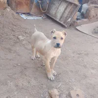 کچوک سرابی|سگ|تایباد, |دیوار