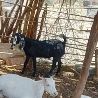 یک راس کهر نر