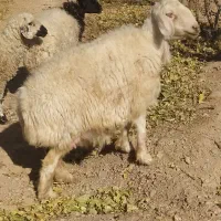 ی دونه میش ترکی جوان