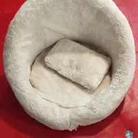 مبل کودک، تدی شیری صندلی دندونی