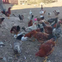 مرغ وخروس محلی|حیوانات مزرعه|کشکسرای, |دیوار