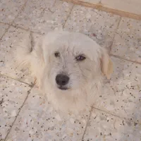 سگ ماده|سگ|دزفول, |دیوار