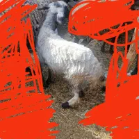 دو عدد بره ماده چاق سرحال سالم|حیوانات مزرعه|جیرفت, |دیوار