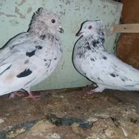 هفت رنگ دم سفید دوتا کفتر آس