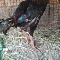 جوجه خروس لاری