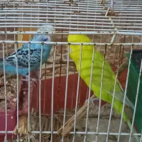 جفت مرغ عشق|پرنده|برازجان, |دیوار
