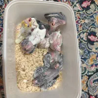 جوجه عروس هلندی|پرنده|شیراز, کوشک میدان|دیوار