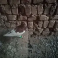 یهودی|پرنده|فرح دشت, |دیوار