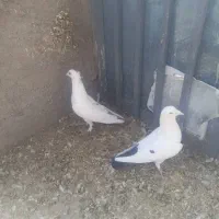 دم سیاه و دم قهوه ای