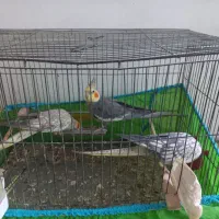 ۳ عدد طوطی عروس فروش فوری|پرنده|رشت, لاکان شهر|دیوار