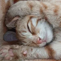 واگذاری رایگان گربه نر بازیگوش