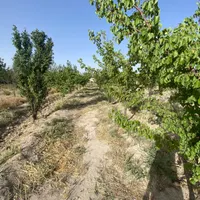 باغ و باغچه از ۲۵۰ متر با آب لوله کشی|فروش دفتر صنعتی، کشاورزی، تجاری|تهران, وحیدیه|دیوار