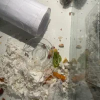 ۲ عدد همستر