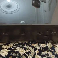 میز وسط|بوفه، ویترین، کنسول|کرمانشاه, |دیوار