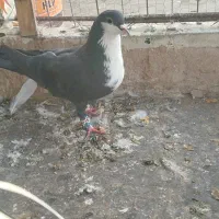 کبوتر|پرنده|گلمکان, |دیوار