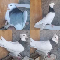 کفتر پرشی طوقی سینه ای خوشرنگ|پرنده|مبارکه, |دیوار