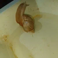 حلزون اجاتینا|خزنده|کرمان, |دیوار