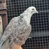 کبوترپرشی تضمینی|پرنده|ابریشم, |دیوار