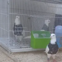 طوقی الماسی ذرین سیاه