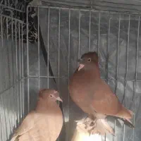 کبوتر راعبی،رواعب