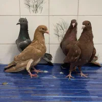 سلام چهارتا جوجه جوانه موقعیت کاشمر