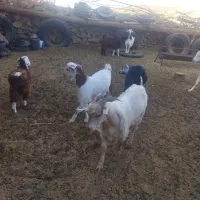 گوسفند فروشی