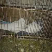 همه روهم یک ملیون|پرنده|دورود, |دیوار