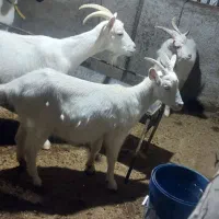 ماده چبش و نر چبش سانن