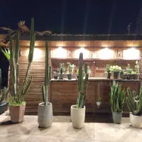 انواع گیاهان مقاوم به آب و هوای جزیره