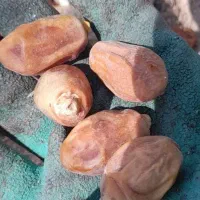 قصب زاهدی|خوردنی و آشامیدنی|شیراز, شهرک مدرس|دیوار
