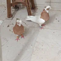طول زرد