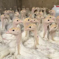 جوجه بوقلمون گوشتی بیوتی ۶