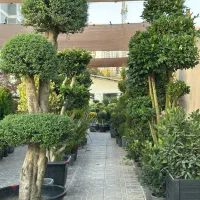 یک‌نیرو مجرب جهت فروش گیاه با تجربه