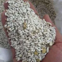 عدس محلی خوب