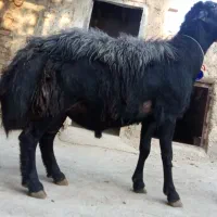 فروش قوچ سیاه اصیل|حیوانات مزرعه|صوفیان, |دیوار